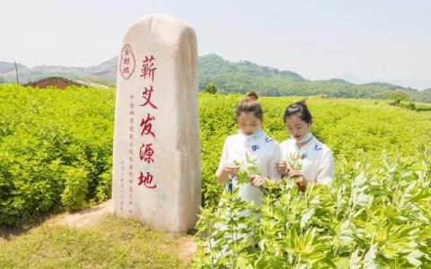 蕲春“统战电商”模式激活蕲艾产业高质量发展