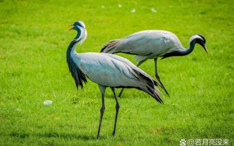 10种国宝级鸟类相约武汉湿地“猫冬”