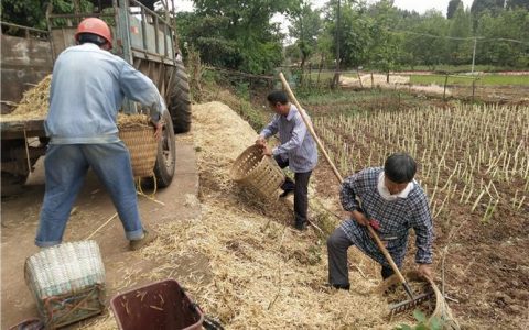 恩施市龙凤镇：秸秆治理结硕果