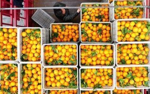 巴东3万亩冬橙的丰收密码