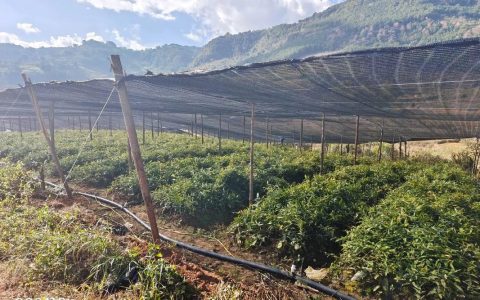 鹤峰县最大中药材育苗基地开工建设