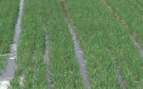 从小麦升级到绿色制药：看襄阳如何以场景创新催生“中国好技术”