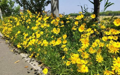 小菊花铺就“金色路”