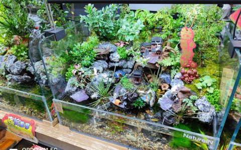 通城一中举办生态缸创意展 方寸之间探索生命奥秘