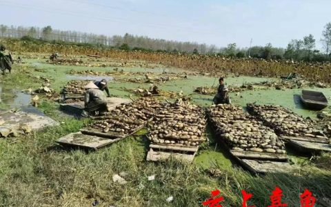 嘉鱼县陆溪镇藕塘村莲藕产业助农增收