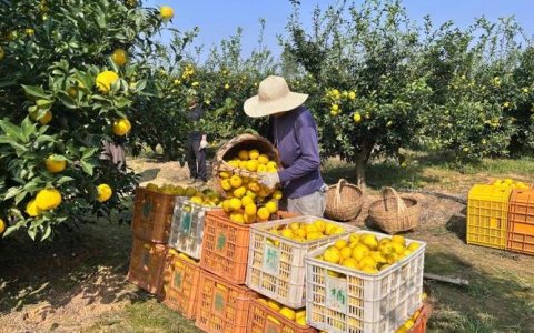 通山大畈镇芦泉山橙柚飘香话丰收