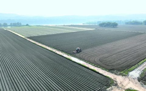 罗田县高质量完成43万亩秋播任务