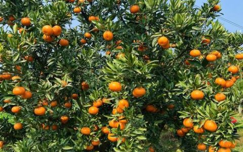 嘉鱼陆溪镇柑橘丰收迎客来