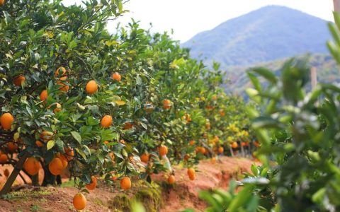 嘉鱼陆溪千亩脐橙迎丰收 “甜蜜产业”助力乡村振兴