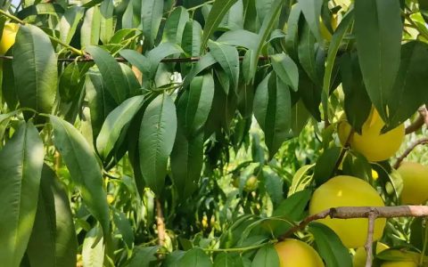 “小青桃”：一抹青春的风景线