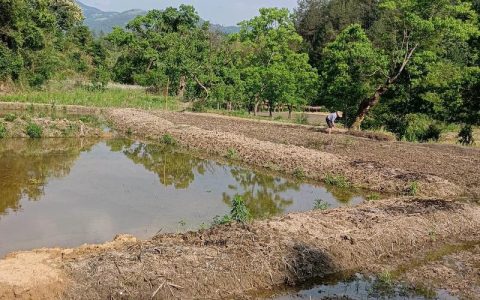 武汉农交所盘火了村里的鱼塘