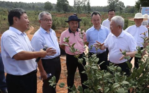 省林业局领导来随调研督导中央财政油茶示范奖补项目工作