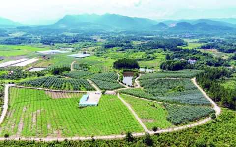 大冶全力打造国家现代农业产业园