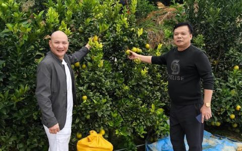 “柚子小哥”王武星 七年垦荒把电商经验“种”进家乡的果园