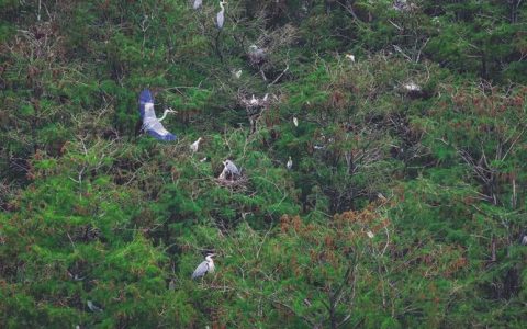 为湿地鸟儿戴上“静音耳机”，双柳长江大桥“生态长廊”建成