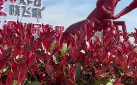 晓飞歌营收高涨