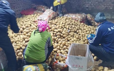 多宝镇：小萝卜“链成”大产业