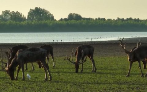 长江珍稀物种的生命回响