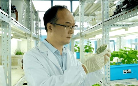 华中农业大学水稻团队李一博教授课题组研究成果入选《科学》2025年度十大突破