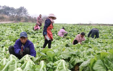 家门口芥菜迎来采收季 郑场农家小院成“增收宝地”