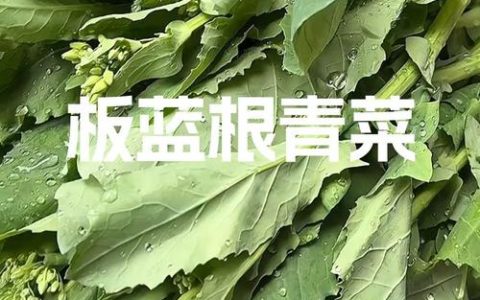 “板蓝根菜心”深耕本地成新宠