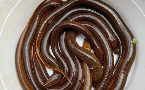 先锋黄鳝好“丰”景