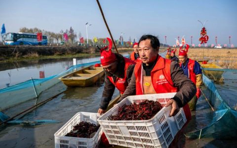 冬捕小龙虾抢鲜上市 四季养殖模式助民增收
