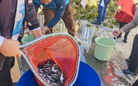 36万尾鱼苗放流漳河水库