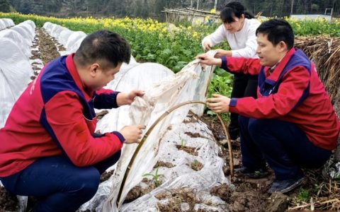 通城县石南镇仙姑村免费化肥精准送田  油菜生产再添保障