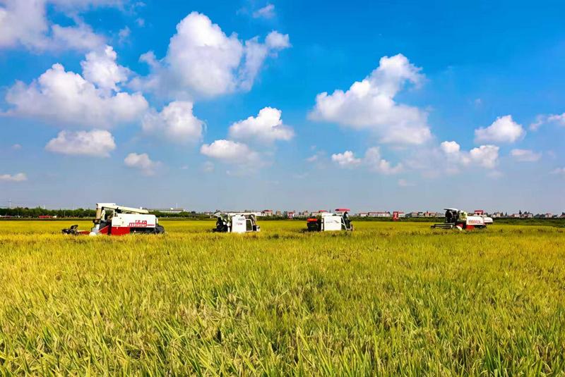 湖北省农业农村厅厅长张桂华：推动农业基础更加稳固 农村地区更加繁荣 农民生活更加红火