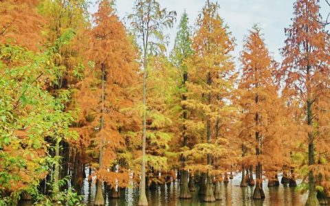 梦里水乡景区：池杉迎来最佳观赏期