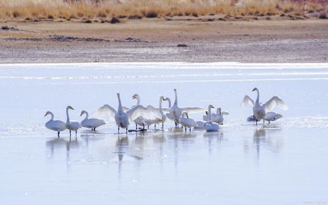 天鹅湖迎来冬候鸟