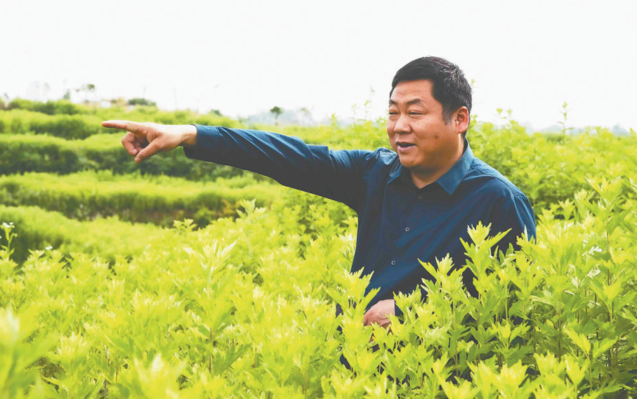 让土地生“金” 带村民致富