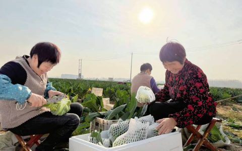 让土地生“金” 带村民致富