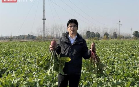 26岁华农硕士仙桃创业获丰收 水果萝卜、优质黑米滞销盼买主