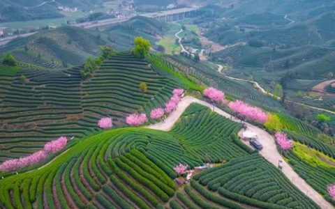 茶文旅融合画卷渐次铺开 佛子山生态茶园扩规建设正酣