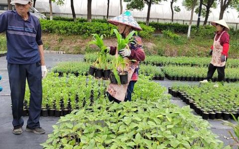 通城园林绿化服务中心为树木施上“营养餐”