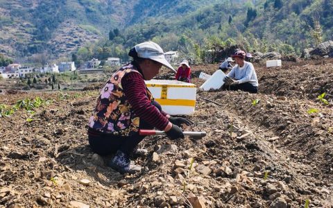 从“一棵苗”到“全链条”—— 崇阳黄精产业书写“点绿成金”新故事
