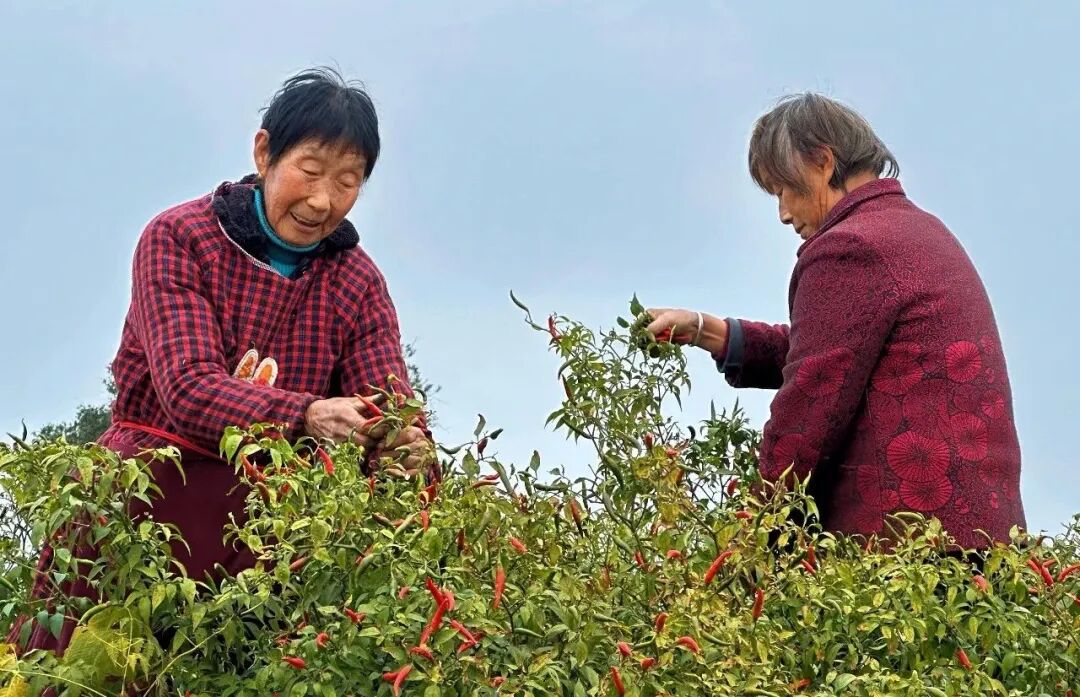 武穴市这个村靠“套种魔法”,7万株“黄金树”年赚70万