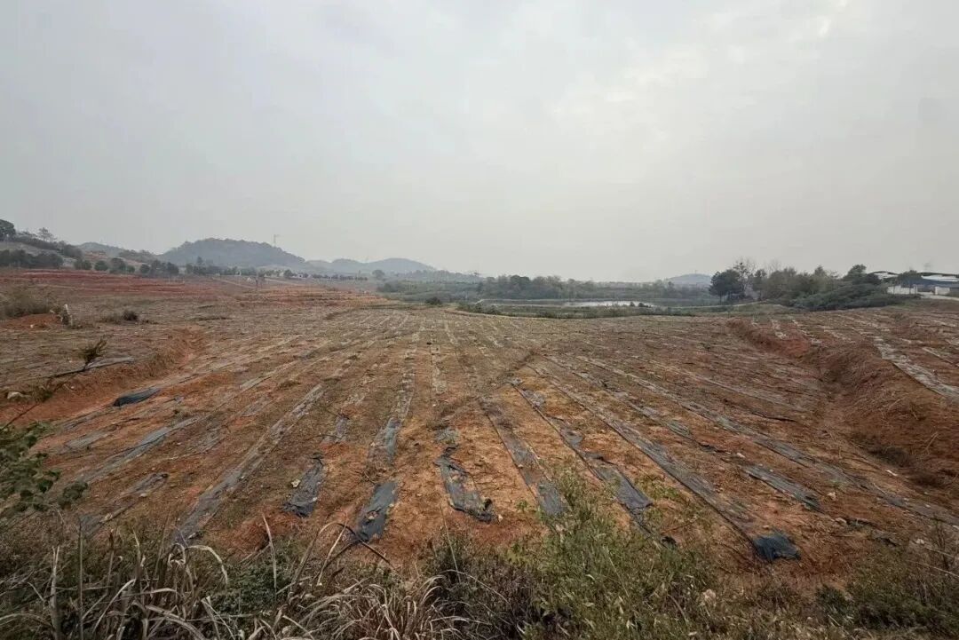 武穴市这个村靠“套种魔法”,7万株“黄金树”年赚70万