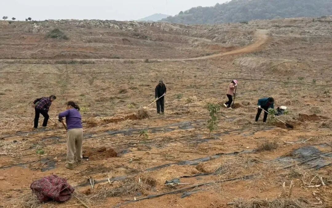 武穴市这个村靠“套种魔法”,7万株“黄金树”年赚70万