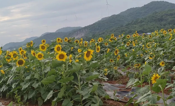 武穴市这个村靠“套种魔法”,7万株“黄金树”年赚70万