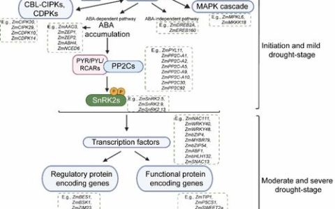 华中农业大学研究团队在植物超长链脂肪酸碳链长度决定的分子机制上取得新进展
