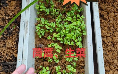 春夏育秧苗 秋冬种菜薹——巧用“冬眠期”一棚收两季