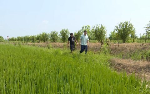 清水润身 向新而行——仙桃黄鳝的“绿色蝶变”自述