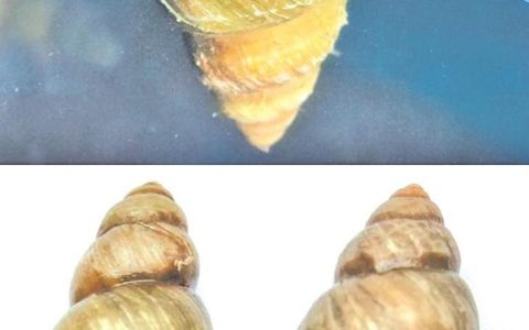 一颗小螺蛳 撬动大市场