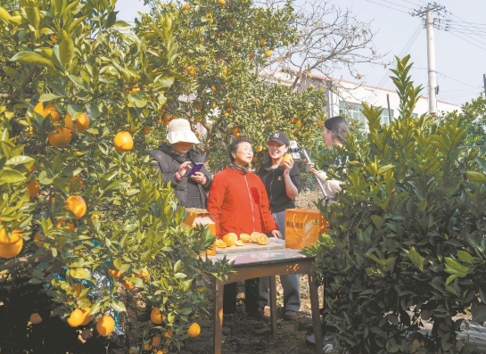 陶店橙子丰收季，抖音直播开启销售新篇章