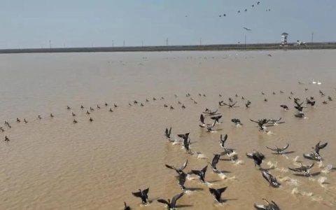 万里迁徙，有“证”可寻——从候鸟环志看洪湖湿地生态转变