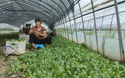 大棚蔬菜 产销两旺