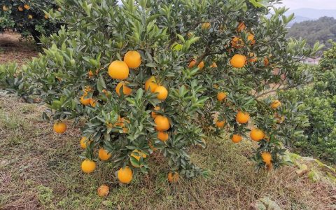 陶店橙子丰收季，抖音直播开启销售新篇章